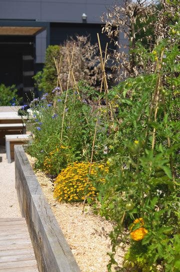 Potager de balcon