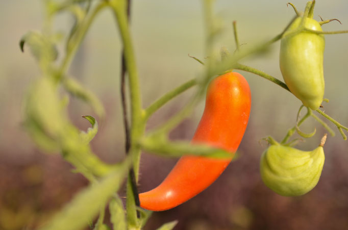 Poivrons