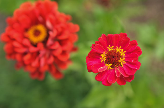 Jardin potager en permaculture