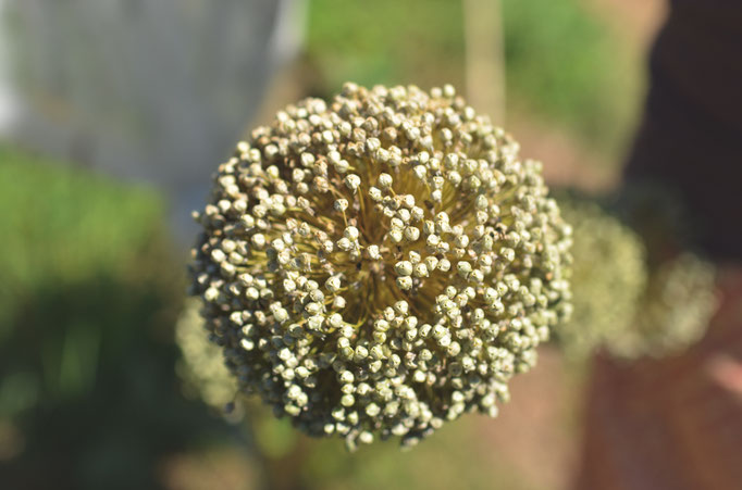 Récolte de graines