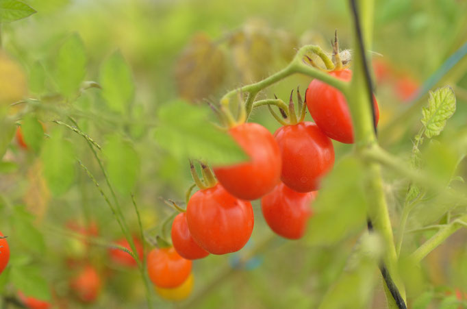 Tomates cerises